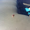 Bold jumping spider
