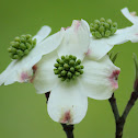 Flowering dogwood