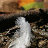 Great Blue Heron feather