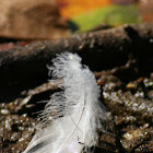 Great Blue Heron feather