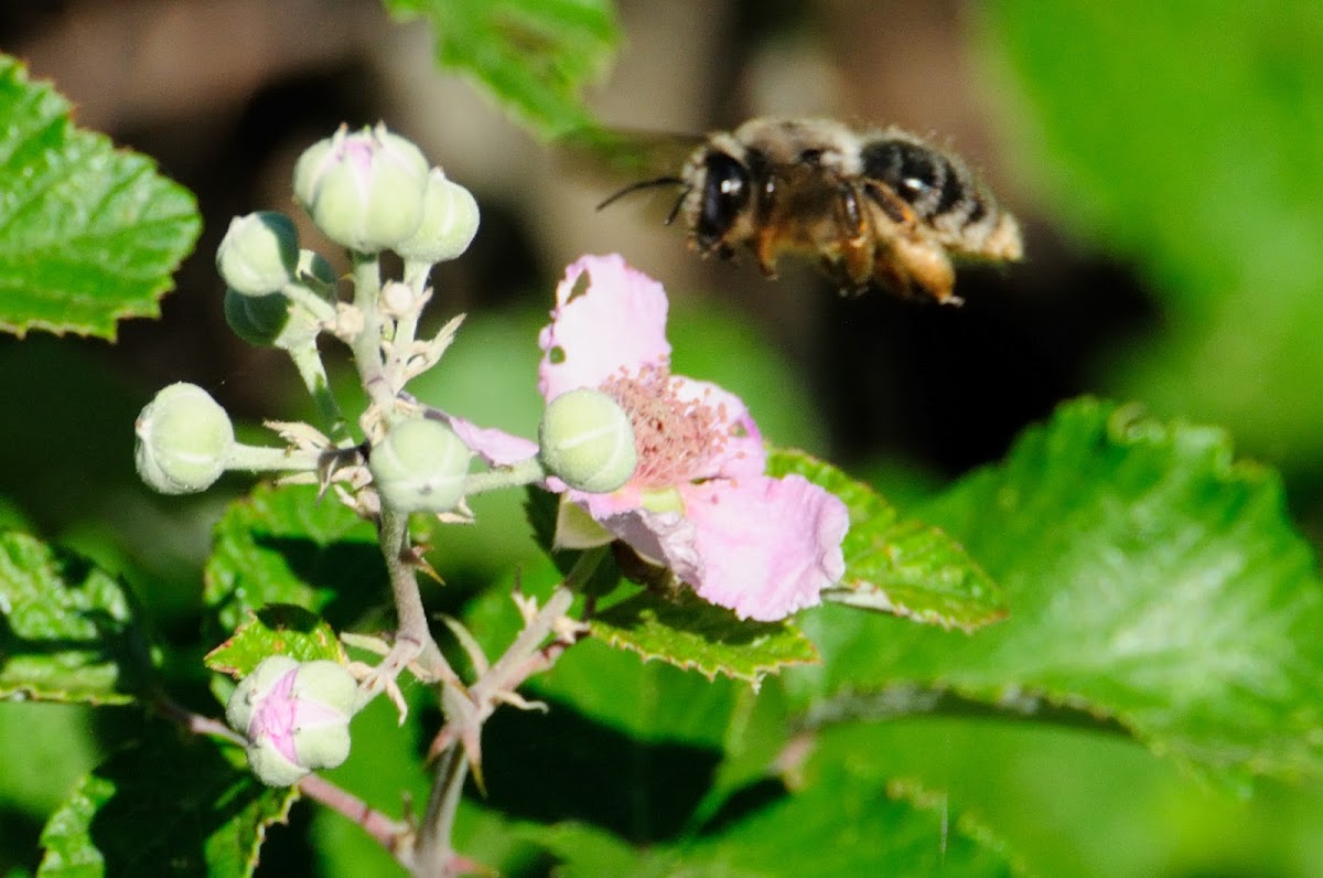 European honey bee, abeja doméstica