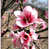 Blossoms peach.