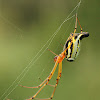 Decorate Silver Orb-web Spider