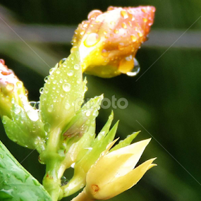 after rain flower's by Dhritiman Chakraborty - Flowers Flower Gardens