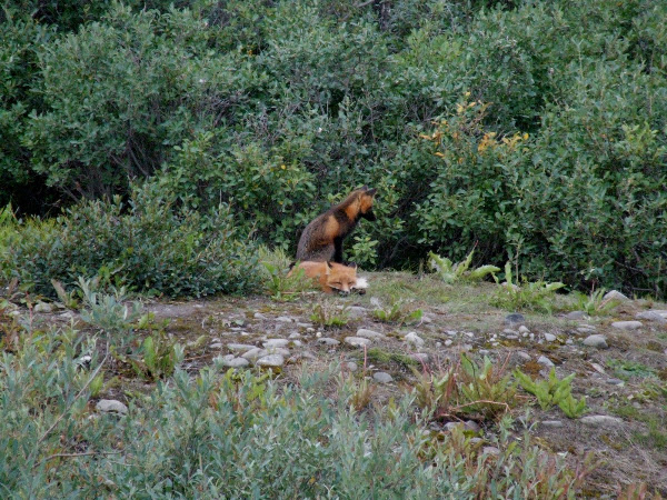 Red Fox | Project Noah