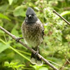 Red-vented Bulbul 