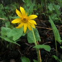 Arnica - Heartleaf