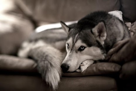 Siberian Dog Hd Wallpaper Android Apps On Google Play