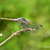 Yellow-tailed Ashy Skimmer Male