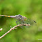 Yellow-tailed Ashy Skimmer Male