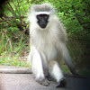 Vervet monkey