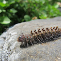 Tussock Moth Caterpillar (sp. unk)