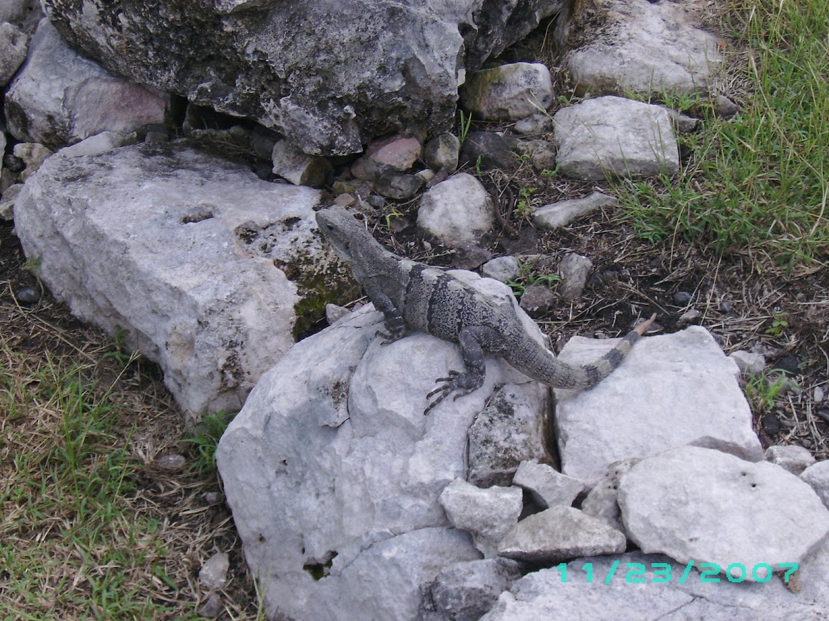 Black Spiny-Tailed Iguana