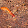 Giant Red Centipede