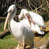 Great White Pelicans