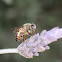 Common Honey Bee