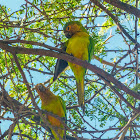 Brown-throated parakeet