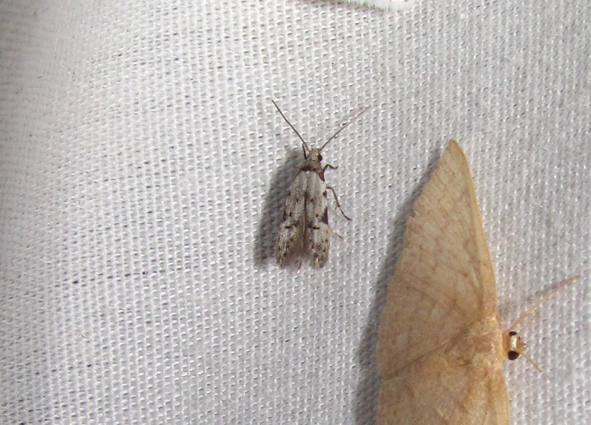 Gelechiid Moth