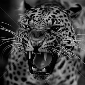 Screaming Out by Roy Ardy - Black & White Animals