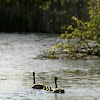 Canada geese and goslings
