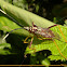 Percevejo do Maracujá (Passion fruit bug)