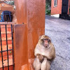 Barbary Macaque