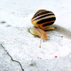 White-lipped garden snail