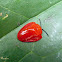 Red tortoise beetle
