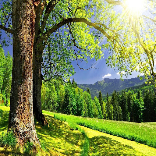 【免費個人化App】Tree Woods Wallpapers-APP點子