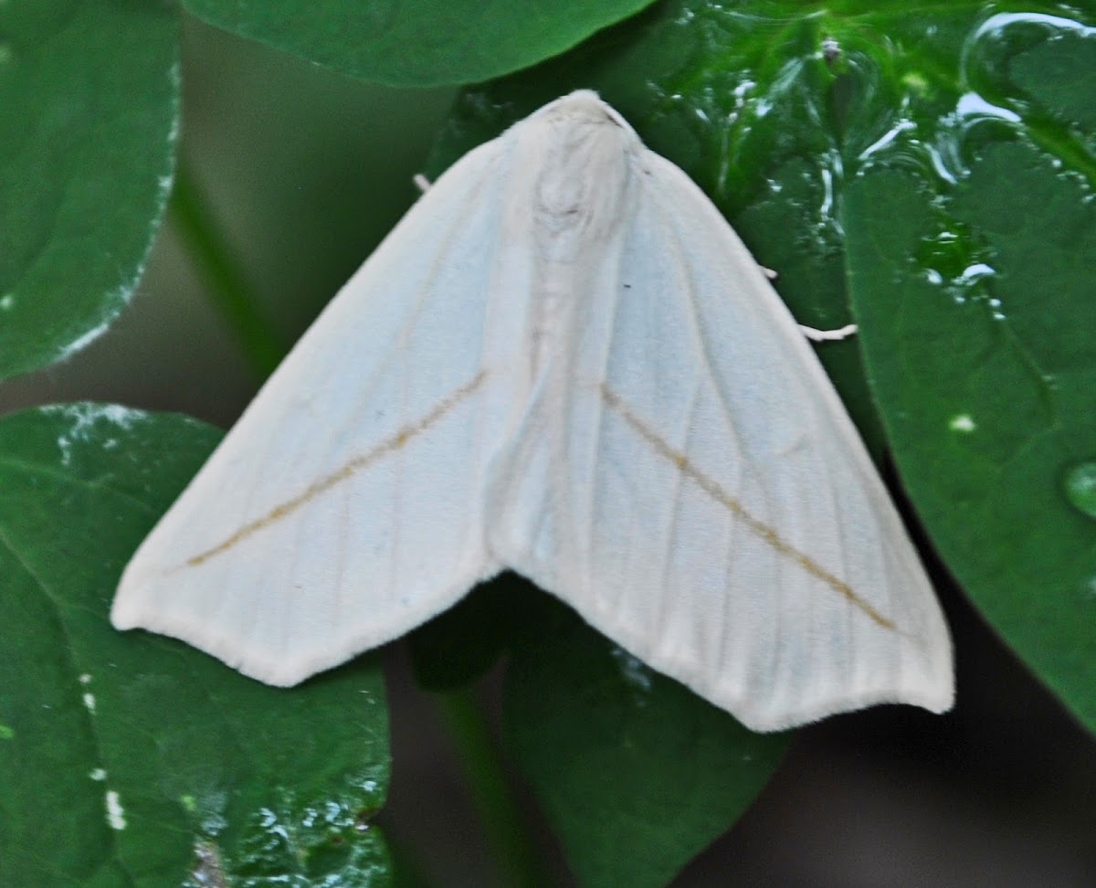 White Slant-Line Moth