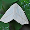 White Slant-Line Moth