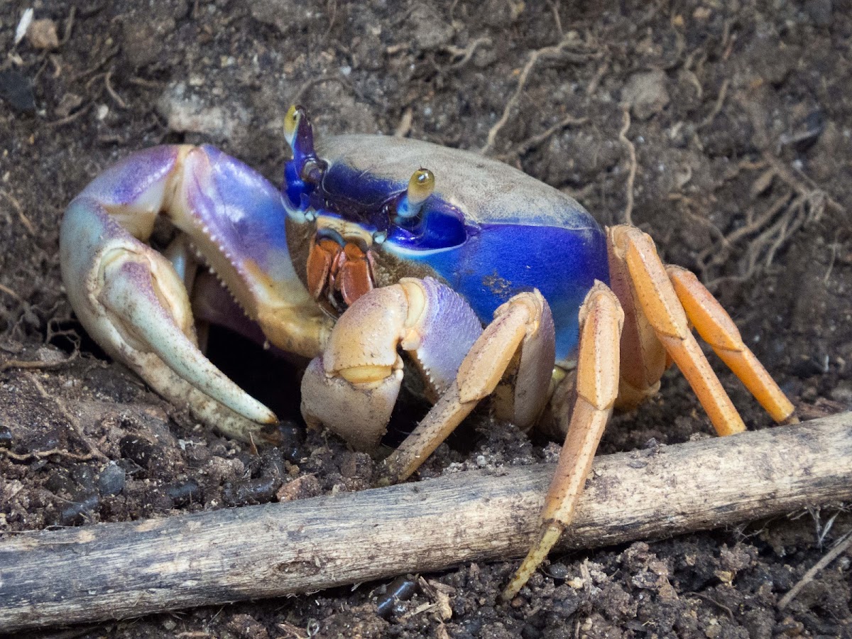 Blue Land Crab (Guaiamum)