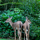 White-tailed Deer (does)