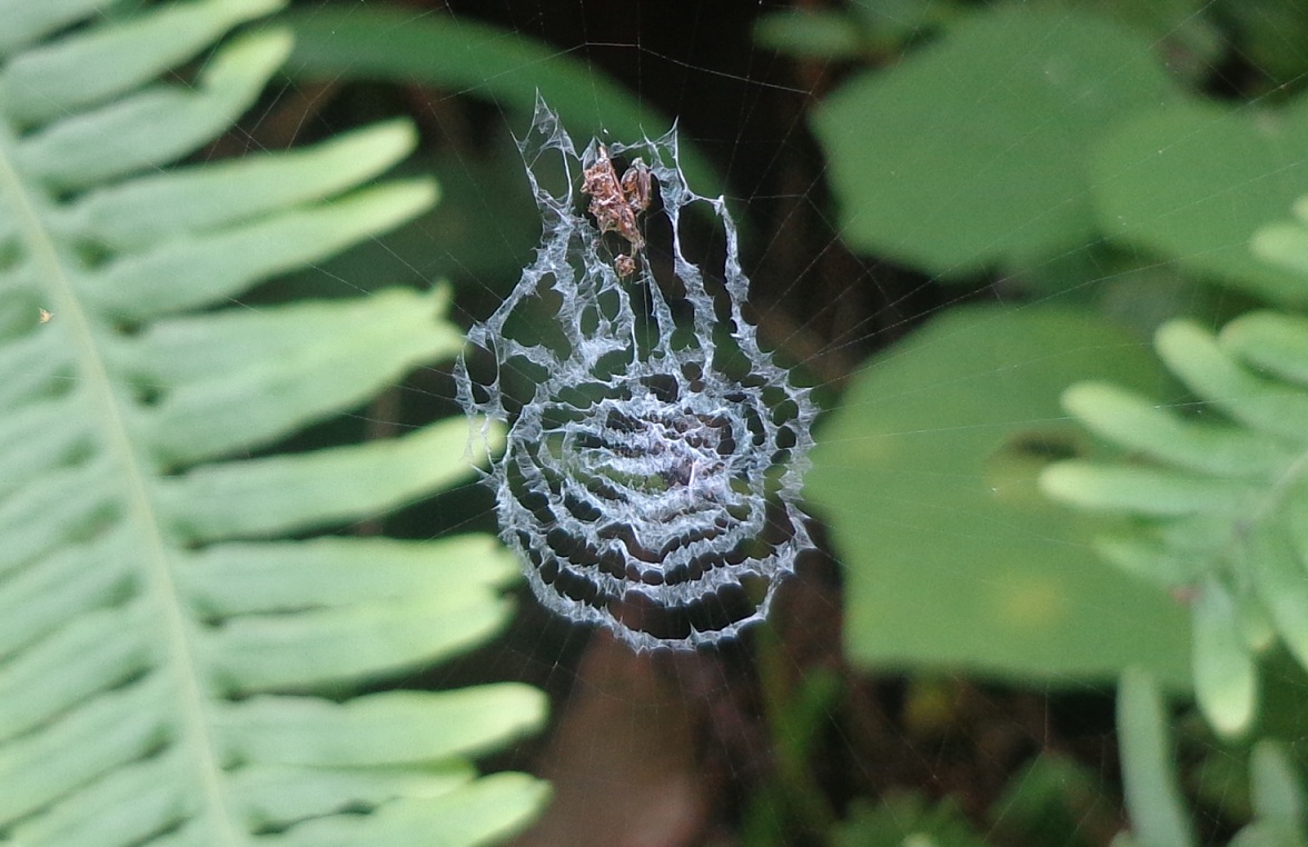 Cyclosa Spider Web
