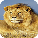 Cool Lion King Of Wild LWP logo