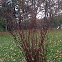 Red twig dogwood shrub