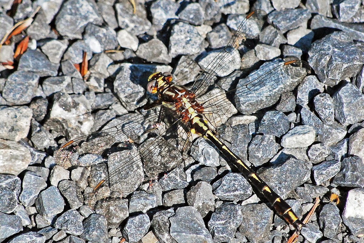 Olive Clubtail Dragonfly