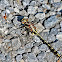 Olive Clubtail Dragonfly