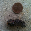 Southern Toad Scat