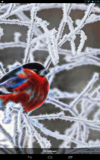 Bullfinch on a Branch Live WP