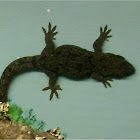NZ Brown common gecko