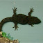 NZ Brown common gecko