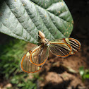Clearwing butterfly