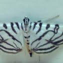 Zebra Moth