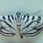 Zebra Moth