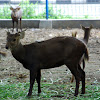 Bawean Deer