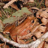 northeren red legged frog