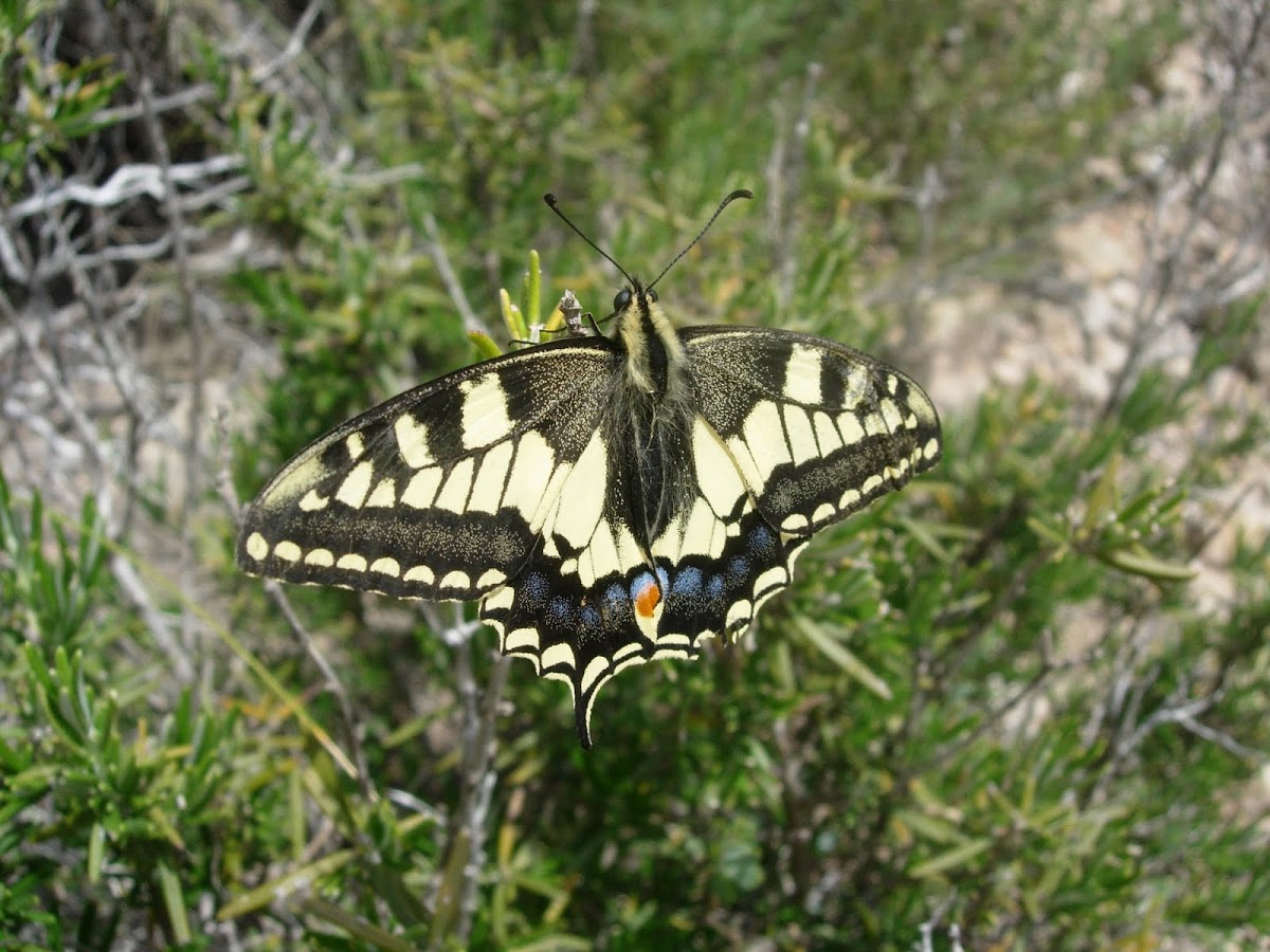 Mariposa. Butterfly