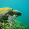 Galápagos Green Sea Turtle