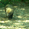 Bush dog